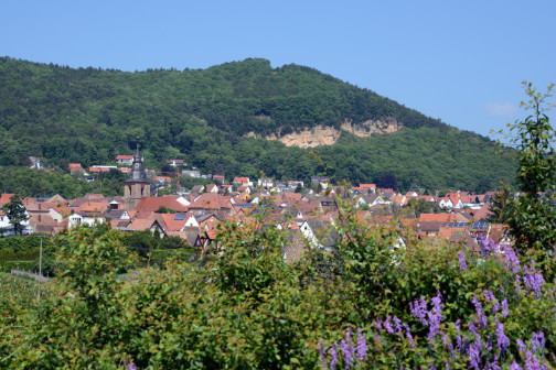 Weinort Frankweiler in der Südpfalz